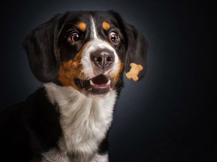 Фотография: Фотограф запечатлел всю гамму забавных эмоций у собак №1 - BigPicture.ru