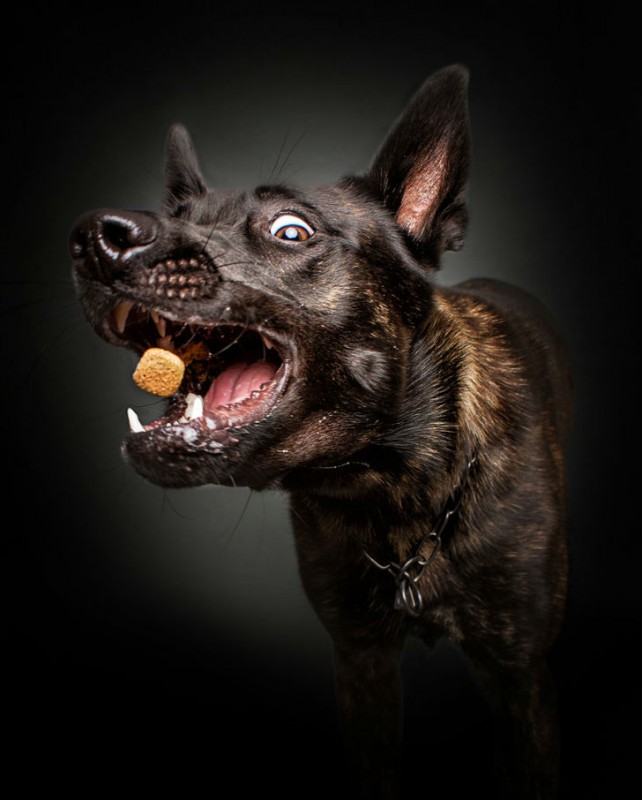 Фотография: Фотограф запечатлел всю гамму забавных эмоций у собак №9 - BigPicture.ru