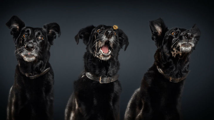 Фотография: Фотограф запечатлел всю гамму забавных эмоций у собак №8 - BigPicture.ru