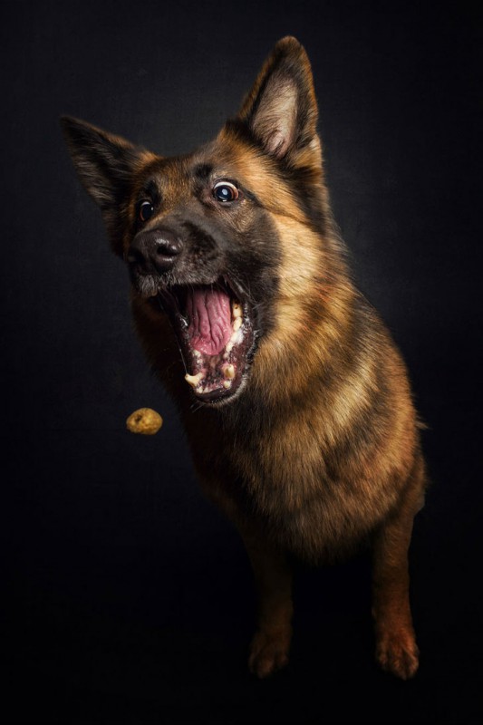 Фотография: Фотограф запечатлел всю гамму забавных эмоций у собак №7 - BigPicture.ru