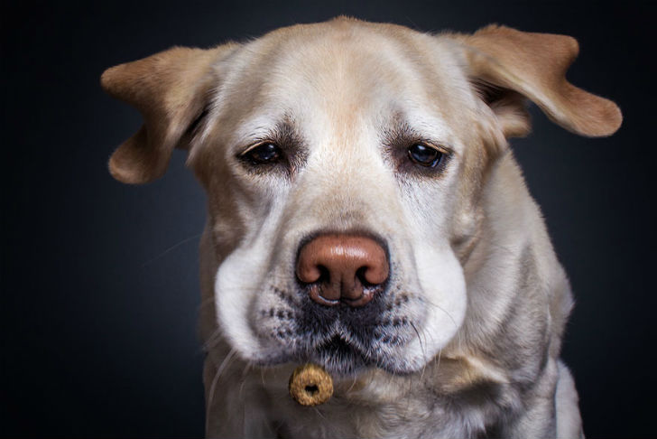 Фотография: Фотограф запечатлел всю гамму забавных эмоций у собак №6 - BigPicture.ru
