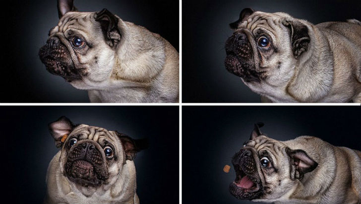 Фотография: Фотограф запечатлел всю гамму забавных эмоций у собак №5 - BigPicture.ru
