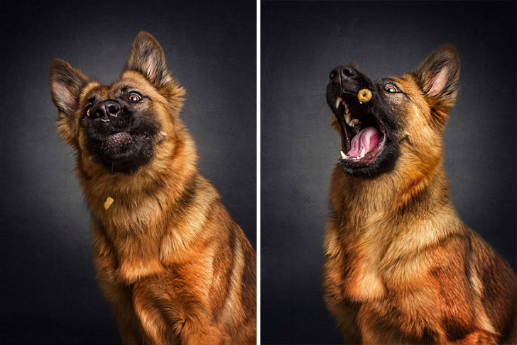 Фотография: Фотограф запечатлел всю гамму забавных эмоций у собак №2 - BigPicture.ru