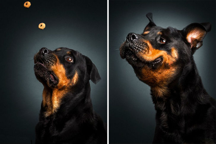 Фотография: Фотограф запечатлел всю гамму забавных эмоций у собак №3 - BigPicture.ru