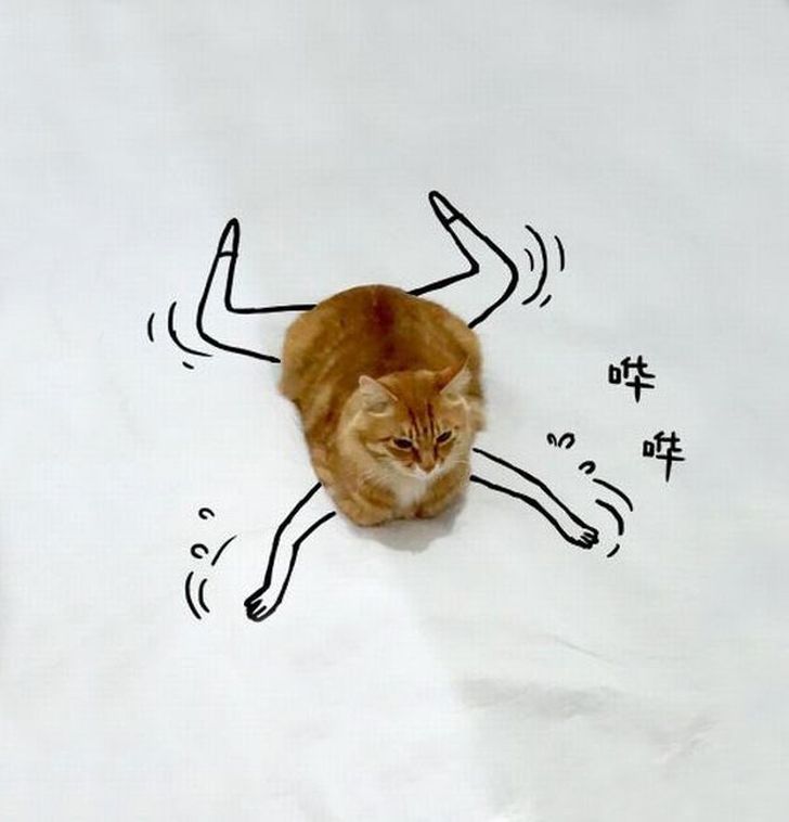 Фотография: Невероятные приключения одной рыжей кошки №14 - BigPicture.ru