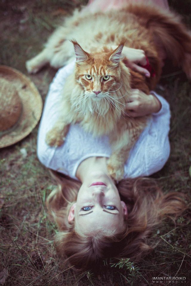 Фотография: 16 мейн-кунов, в сравнении с которыми ваш котик будет смотреться крошечным №5 - BigPicture.ru