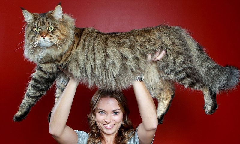16 мейн-кунов, в сравнении с которыми ваш котик будет смотреться крошечным  » BigPicture.ru