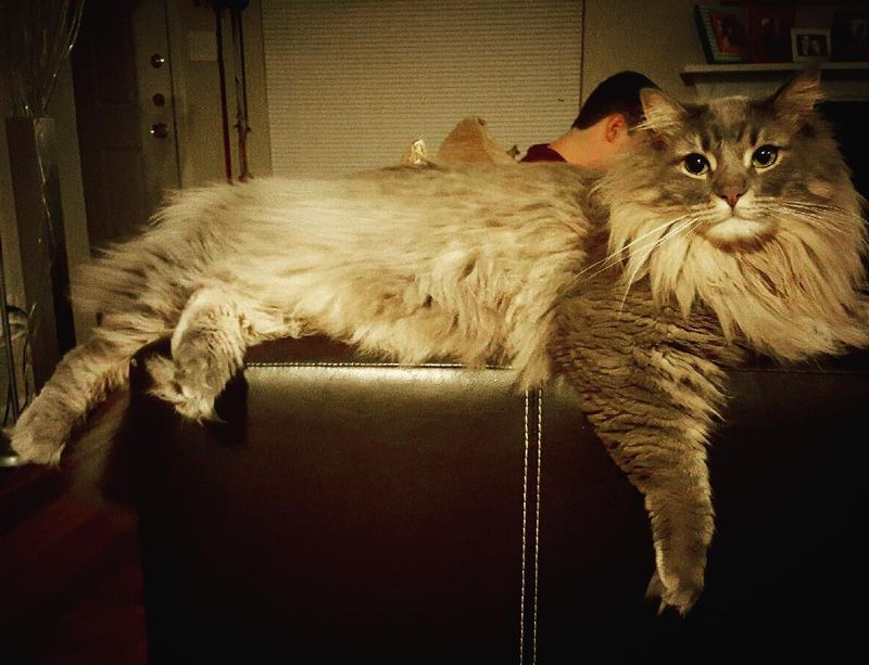 Фотография: 16 мейн-кунов, в сравнении с которыми ваш котик будет смотреться крошечным №12 - BigPicture.ru