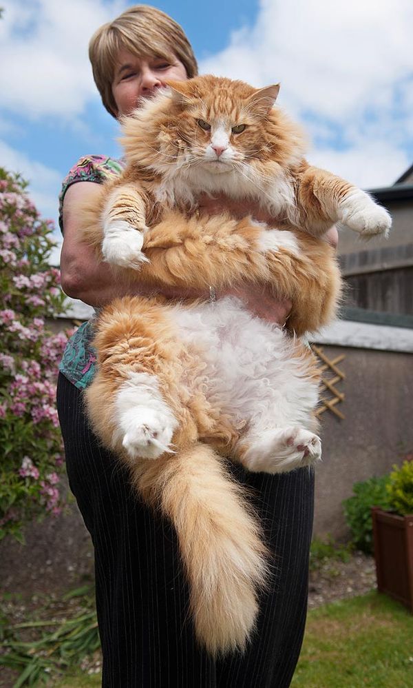 Фотография: 16 мейн-кунов, в сравнении с которыми ваш котик будет смотреться крошечным №16 - BigPicture.ru