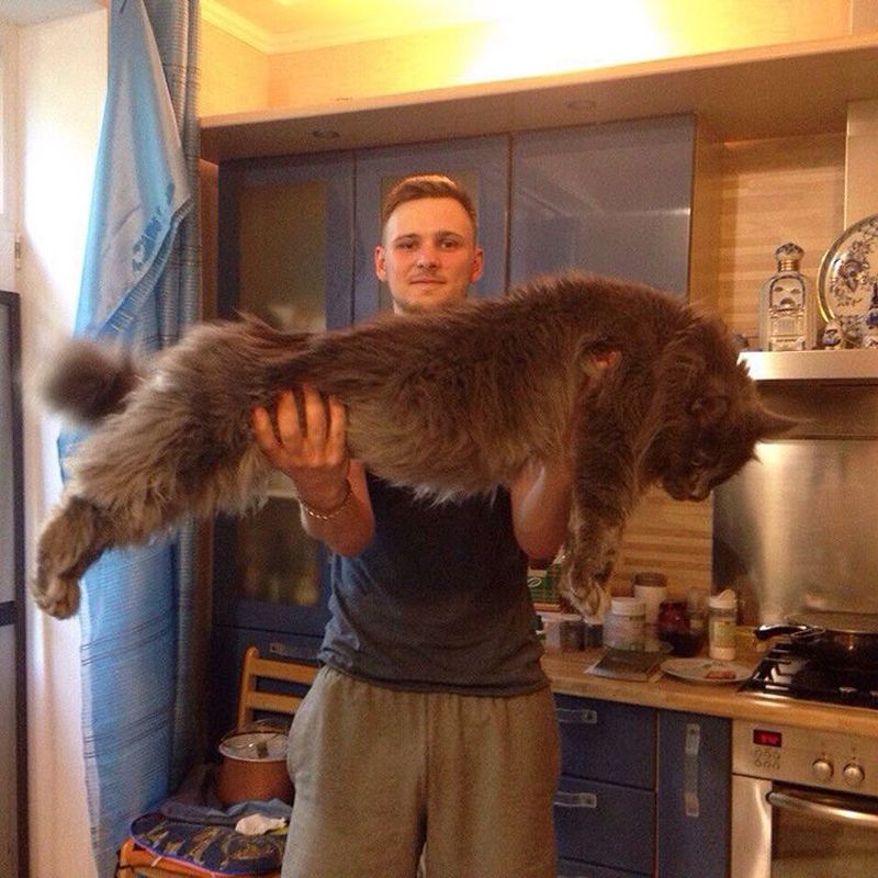 Фотография: 16 мейн-кунов, в сравнении с которыми ваш котик будет смотреться крошечным №17 - BigPicture.ru