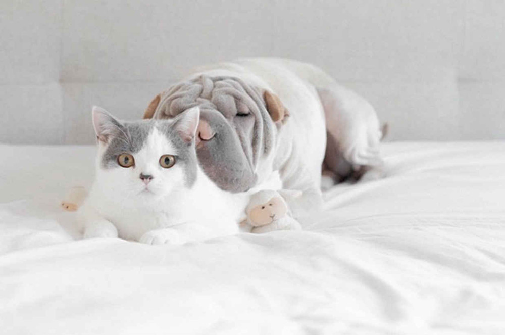 Фотография: Шарпей и котик — самые фотогеничные друзья на свете №4 - BigPicture.ru
