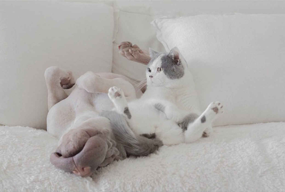 Фотография: Шарпей и котик — самые фотогеничные друзья на свете №7 - BigPicture.ru