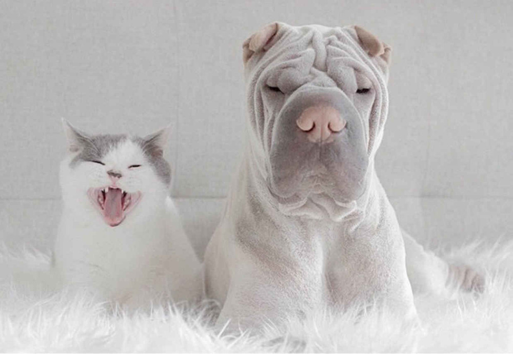 Фотография: Шарпей и котик — самые фотогеничные друзья на свете №10 - BigPicture.ru