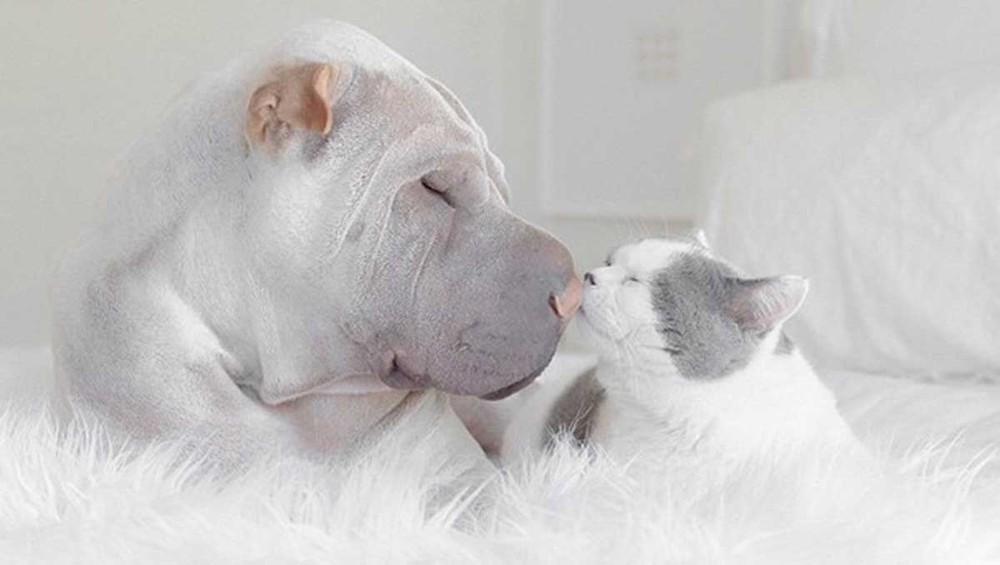 Фотография: Шарпей и котик — самые фотогеничные друзья на свете №14 - BigPicture.ru