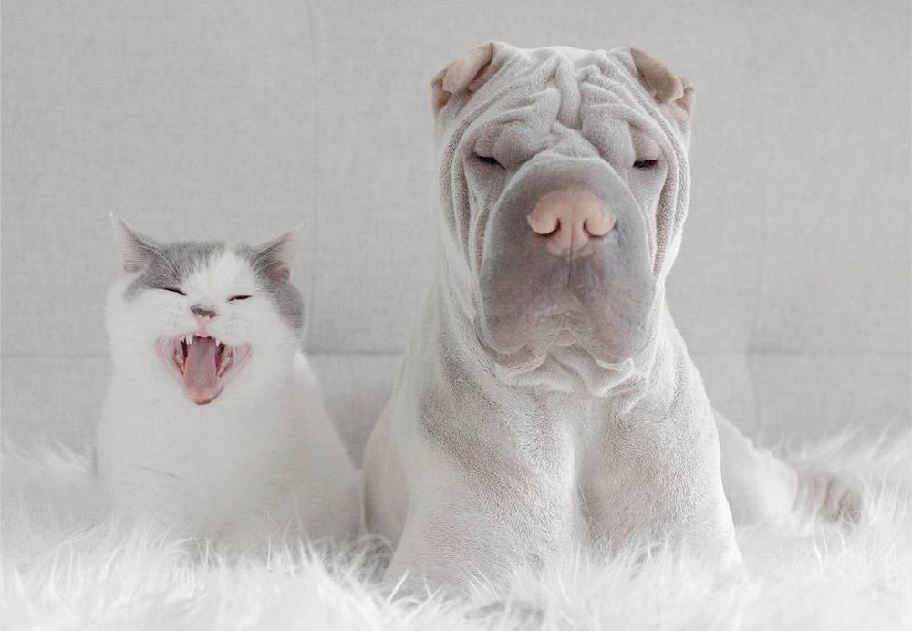 Фотография: Шарпей и котик — самые фотогеничные друзья на свете №15 - BigPicture.ru