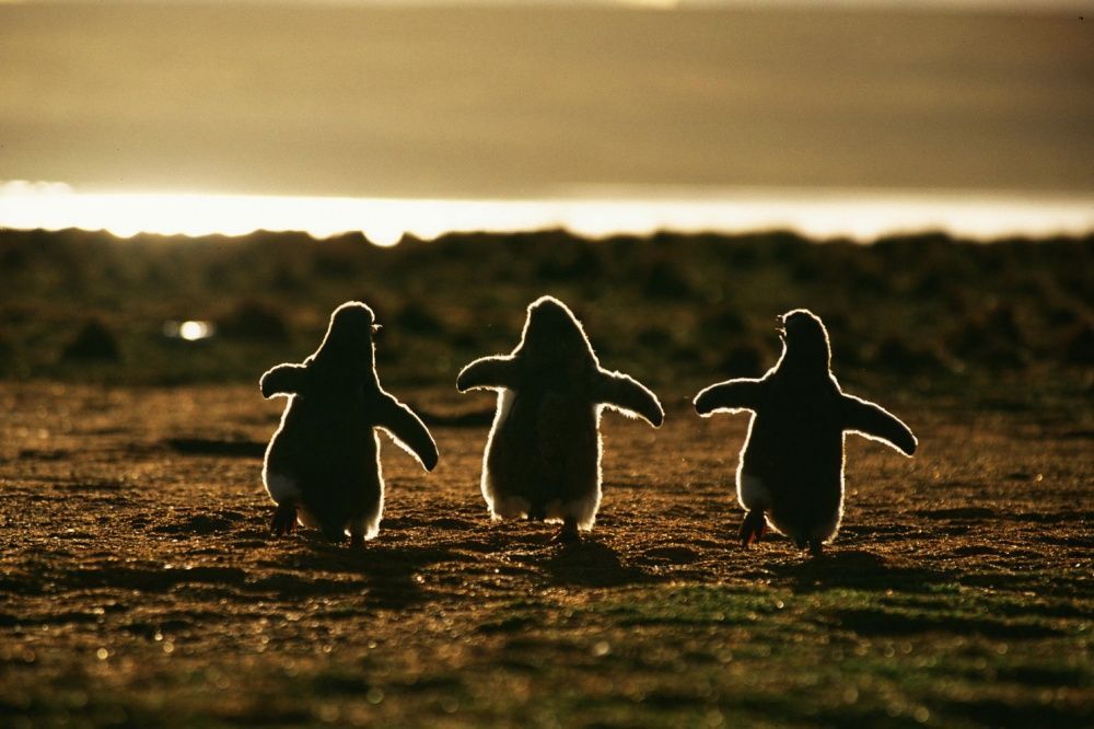 Фотография: Пингвины — это ласточки, которые ели после шести №3 - BigPicture.ru