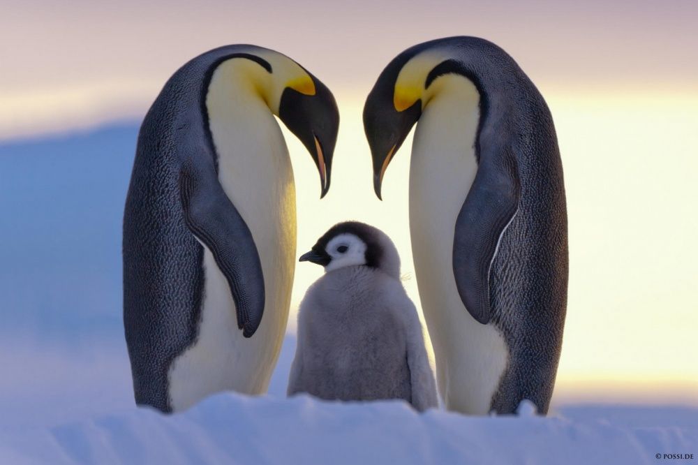 Фотография: Пингвины — это ласточки, которые ели после шести №2 - BigPicture.ru
