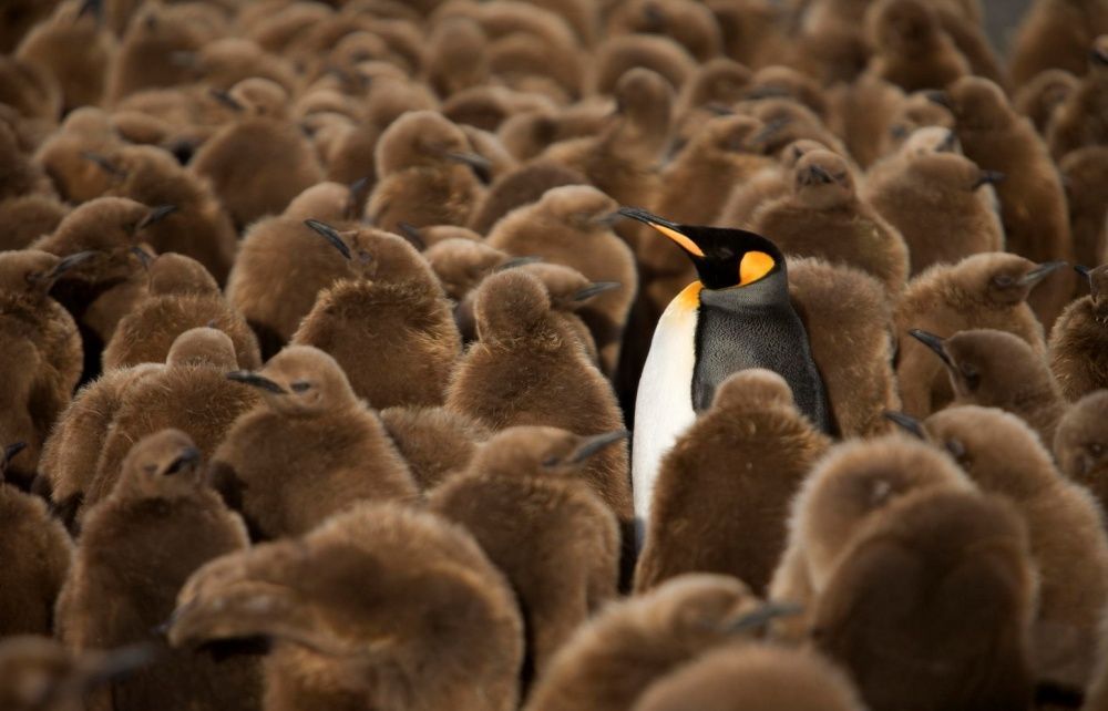 Фотография: Пингвины — это ласточки, которые ели после шести №6 - BigPicture.ru