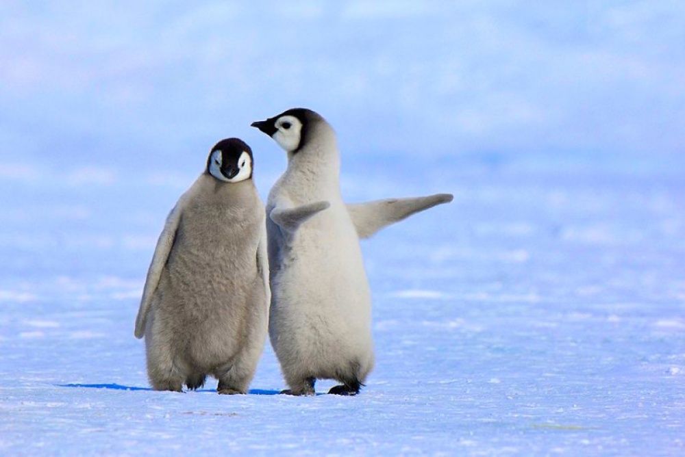 Фотография: Пингвины — это ласточки, которые ели после шести №8 - BigPicture.ru