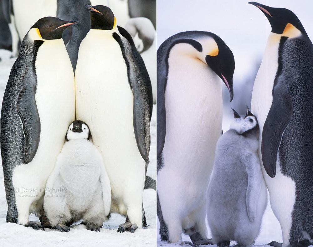 Фотография: Пингвины — это ласточки, которые ели после шести №12 - BigPicture.ru