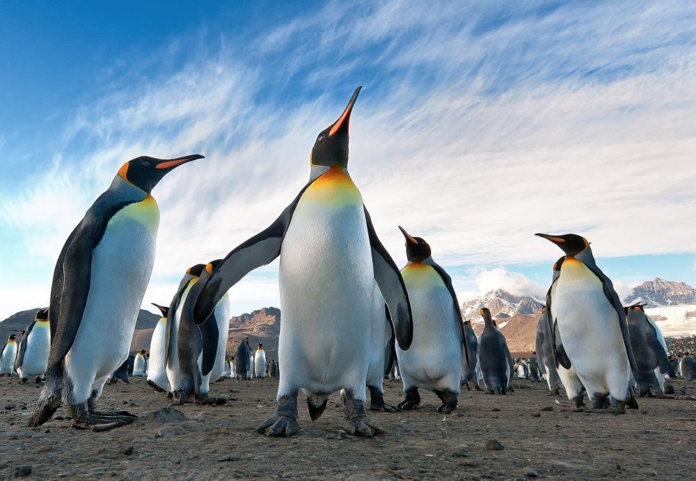 Фотография: Пингвины — это ласточки, которые ели после шести №13 - BigPicture.ru