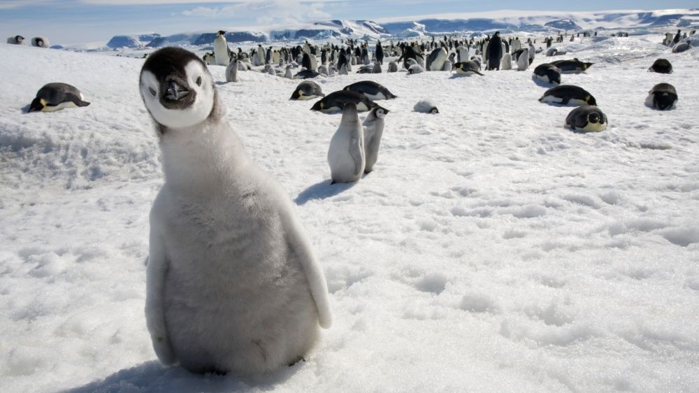 Фотография: Пингвины — это ласточки, которые ели после шести №14 - BigPicture.ru