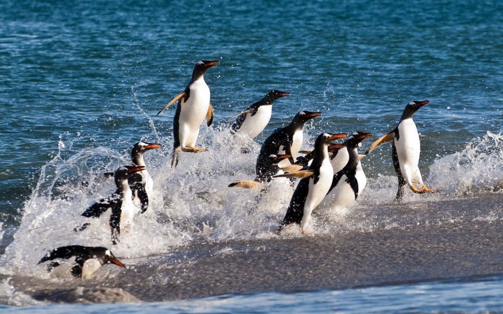 Фотография: Пингвины — это ласточки, которые ели после шести №16 - BigPicture.ru