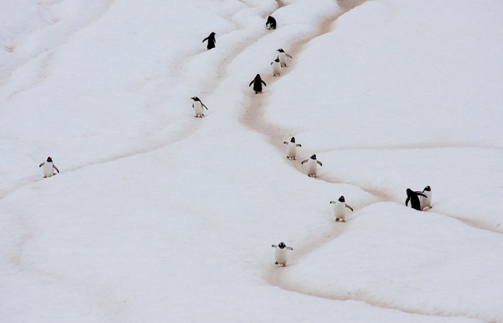 Фотография: Пингвины — это ласточки, которые ели после шести №18 - BigPicture.ru
