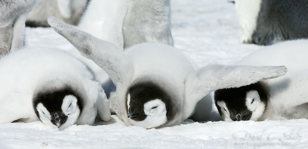 Фотография: Пингвины — это ласточки, которые ели после шести №19 - BigPicture.ru