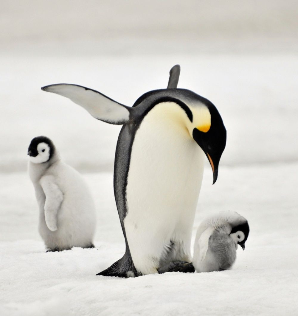 Фотография: Пингвины — это ласточки, которые ели после шести №20 - BigPicture.ru