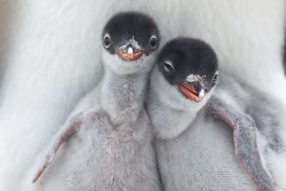 Фотография: Пингвины — это ласточки, которые ели после шести №22 - BigPicture.ru