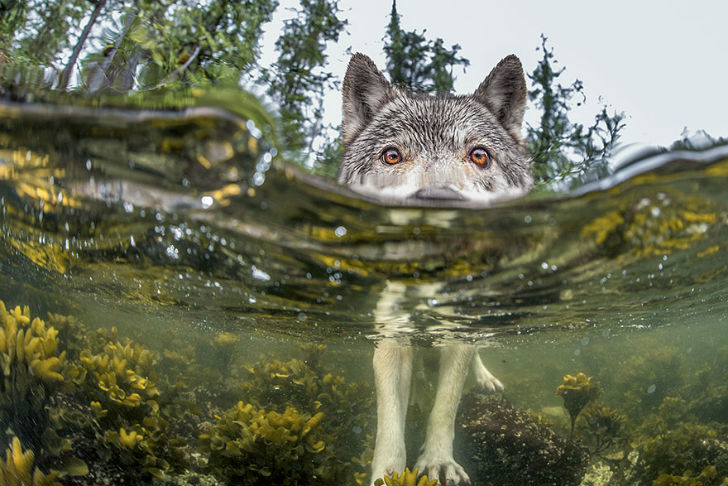 Фотография: Топ лучших фотографий National Geographic 2015 года №17 - BigPicture.ru