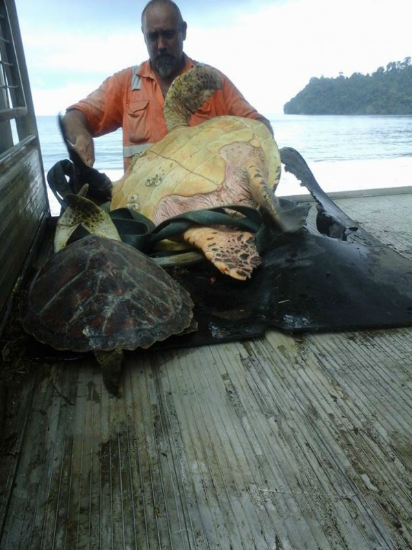 Фотография: Эти мужчины покупают морских черепах, чтобы выпустить их обратно в море №3 - BigPicture.ru