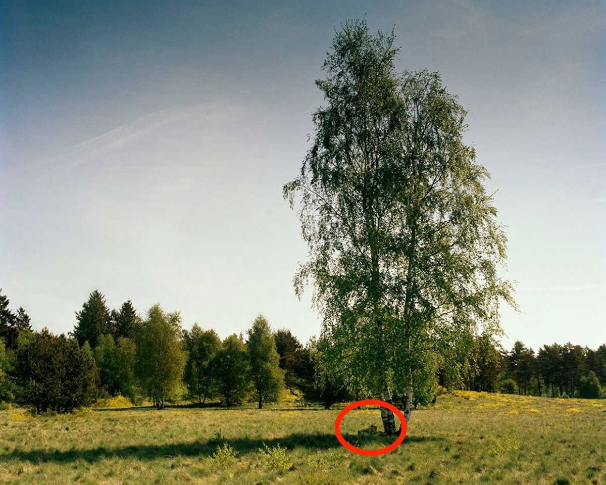 Фотография: Сможете ли вы увидеть замаскированного немецкого снайпера, прицелившегося прямо в вас? №7 - BigPicture.ru