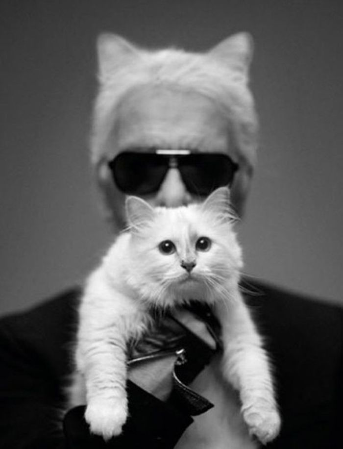 Фотография: Кошка Карла Лагерфельда заработала 3 миллиона евро за год №4 - BigPicture.ru