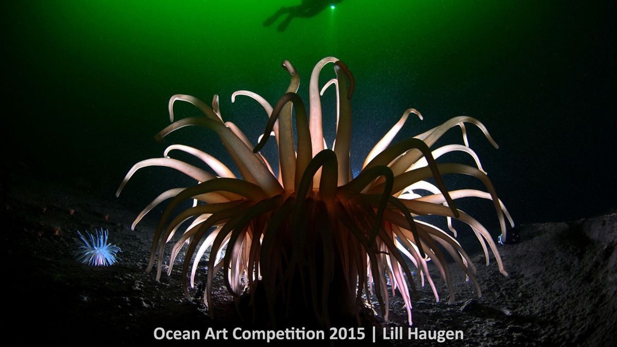 Фотография: Лучшие подводные фотографии 2015 года №4 - BigPicture.ru