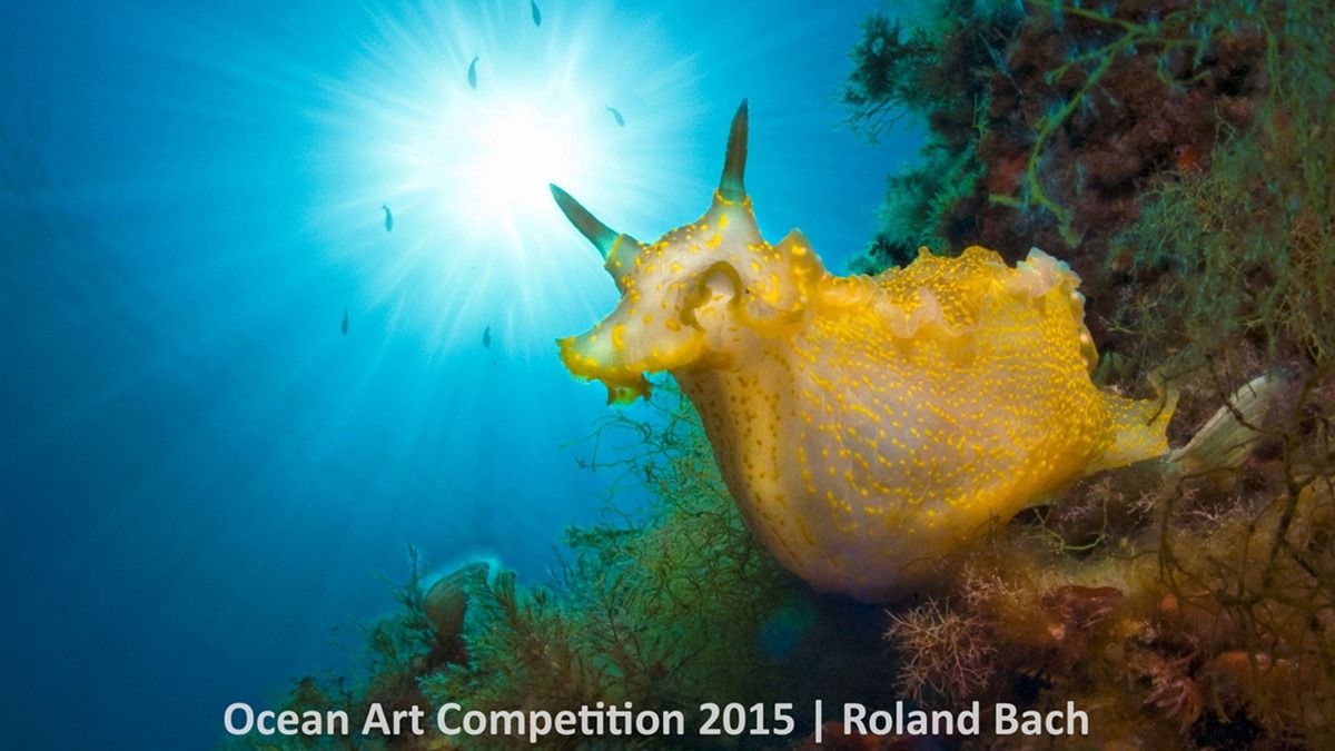 Фотография: Лучшие подводные фотографии 2015 года №14 - BigPicture.ru