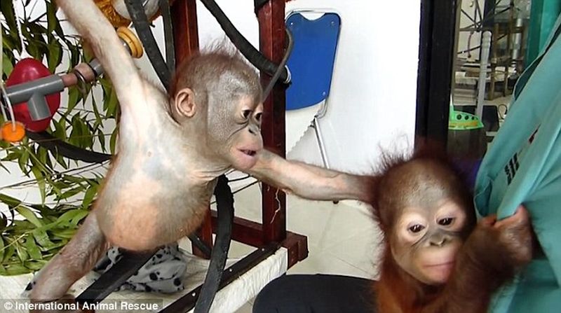 Фотография: Чудом выживший малыш орангутан впервые встретил себе подобного и... зацеловал его! №2 - BigPicture.ru