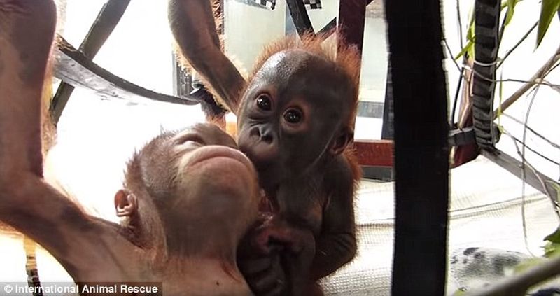 Фотография: Чудом выживший малыш орангутан впервые встретил себе подобного и... зацеловал его! №4 - BigPicture.ru