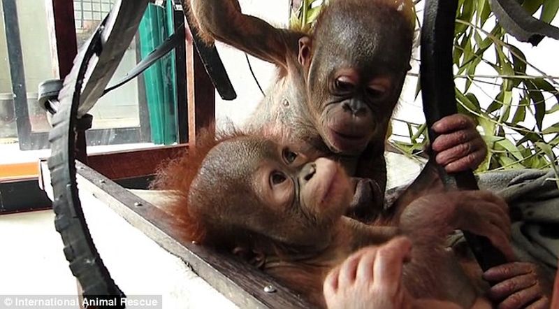 Фотография: Чудом выживший малыш орангутан впервые встретил себе подобного и... зацеловал его! №3 - BigPicture.ru
