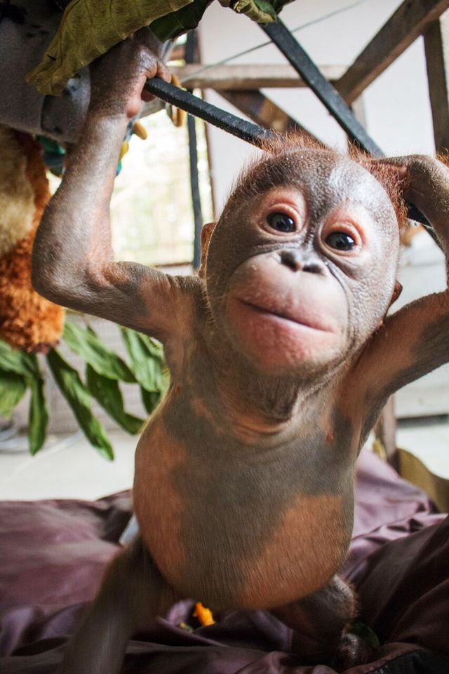 Фотография: Чудом выживший малыш орангутан впервые встретил себе подобного и... зацеловал его! №10 - BigPicture.ru