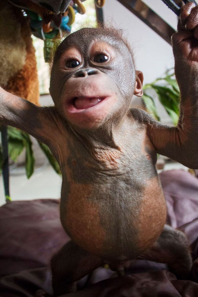 Фотография: Чудом выживший малыш орангутан впервые встретил себе подобного и... зацеловал его! №11 - BigPicture.ru