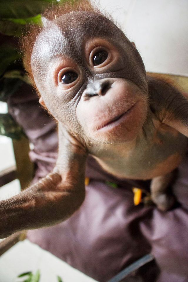 Фотография: Чудом выживший малыш орангутан впервые встретил себе подобного и... зацеловал его! №12 - BigPicture.ru