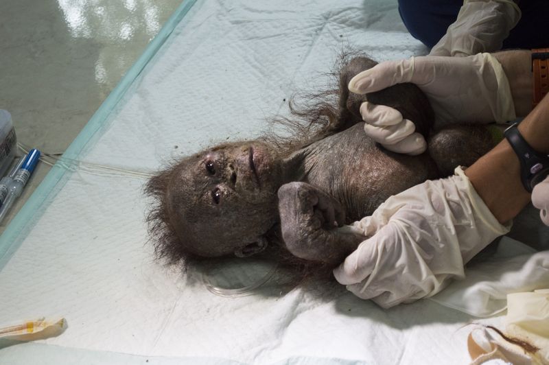 Фотография: Чудом выживший малыш орангутан впервые встретил себе подобного и... зацеловал его! №8 - BigPicture.ru