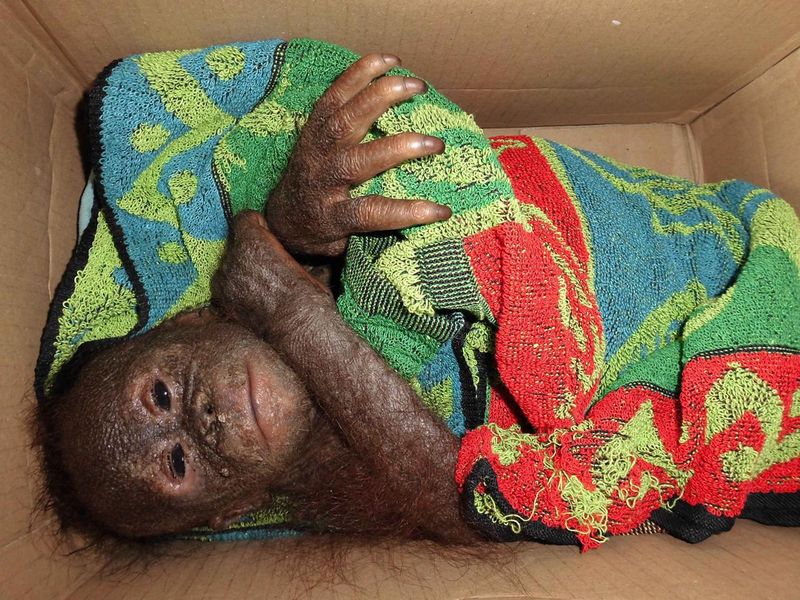 Фотография: Чудом выживший малыш орангутан впервые встретил себе подобного и... зацеловал его! №6 - BigPicture.ru