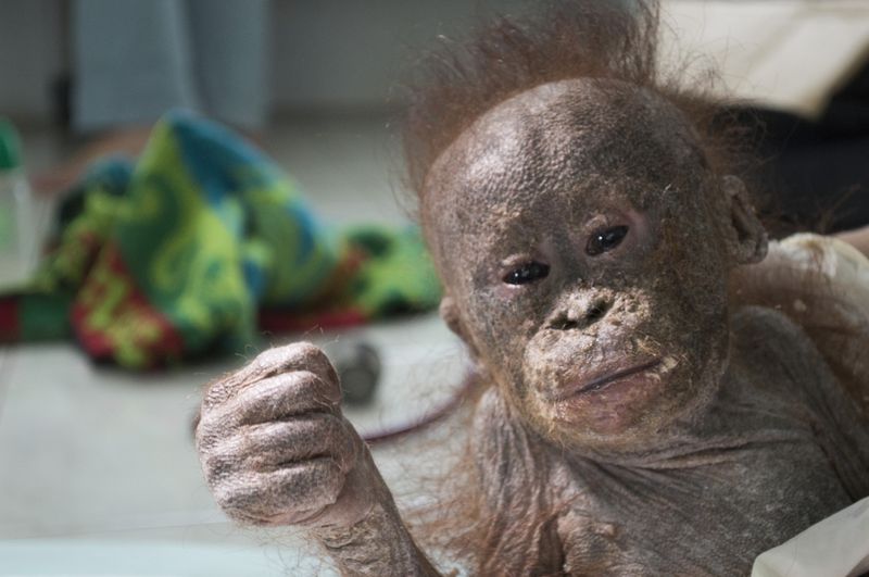Фотография: Чудом выживший малыш орангутан впервые встретил себе подобного и... зацеловал его! №7 - BigPicture.ru