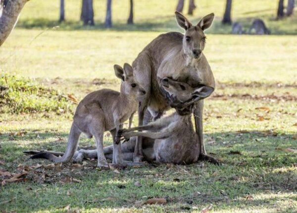 Пожалуйста, не умирай, мама! Душераздирающая сцена с семейством кенгуру