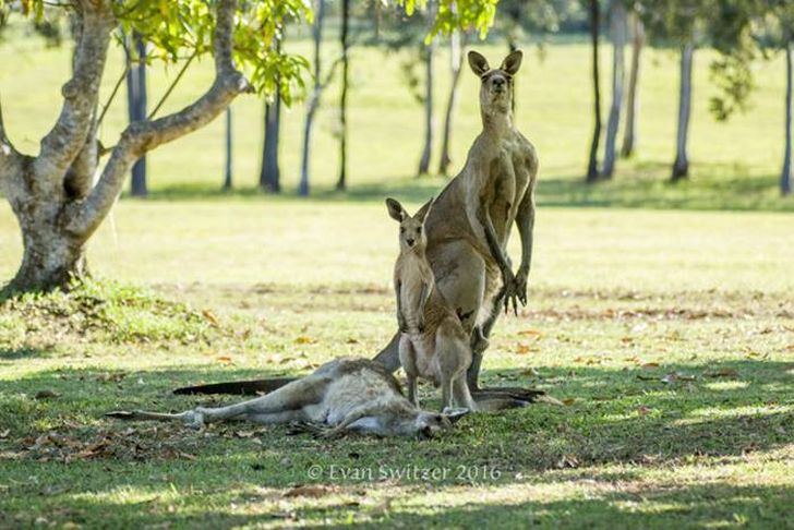 Фотография: Пожалуйста, не умирай, мама! Душераздирающая сцена с семейством кенгуру №5 - BigPicture.ru