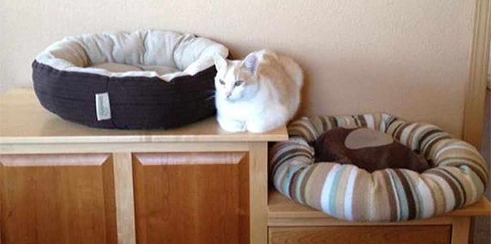 Фотография: 15 котов, которые плевать хотели на вашу логику №7 - BigPicture.ru