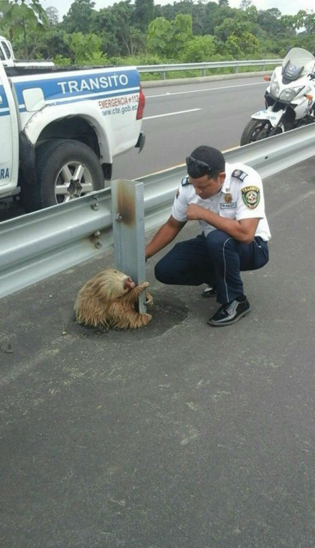 Фотография: Полицейский спас испуганного ленивца №6 - BigPicture.ru